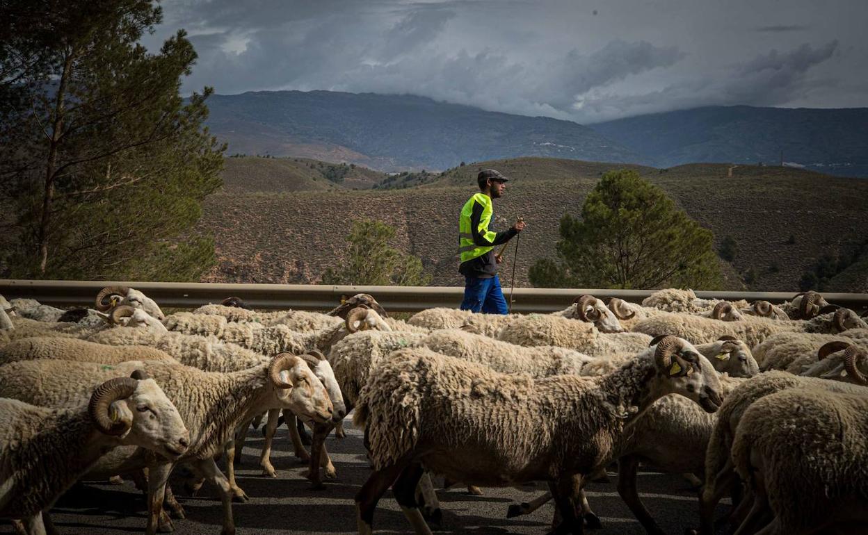 Viruela ovina en Almería Crisis ganadera ocho preguntas sobre la